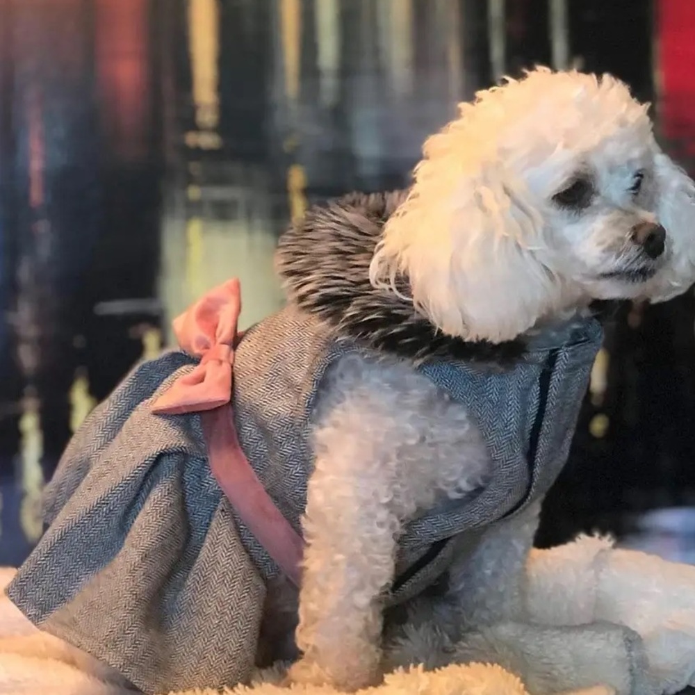 Fancy Dog Dress